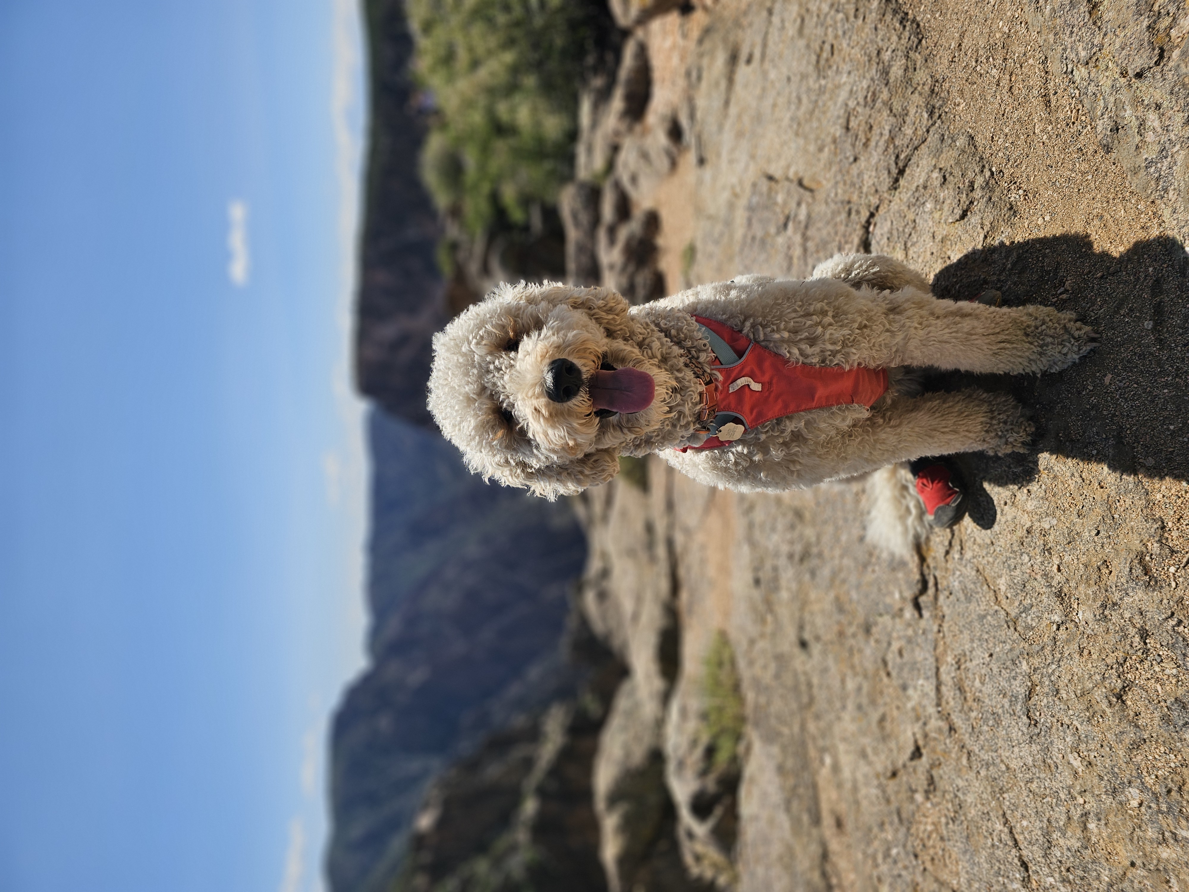 Daisy, The Foster Fail