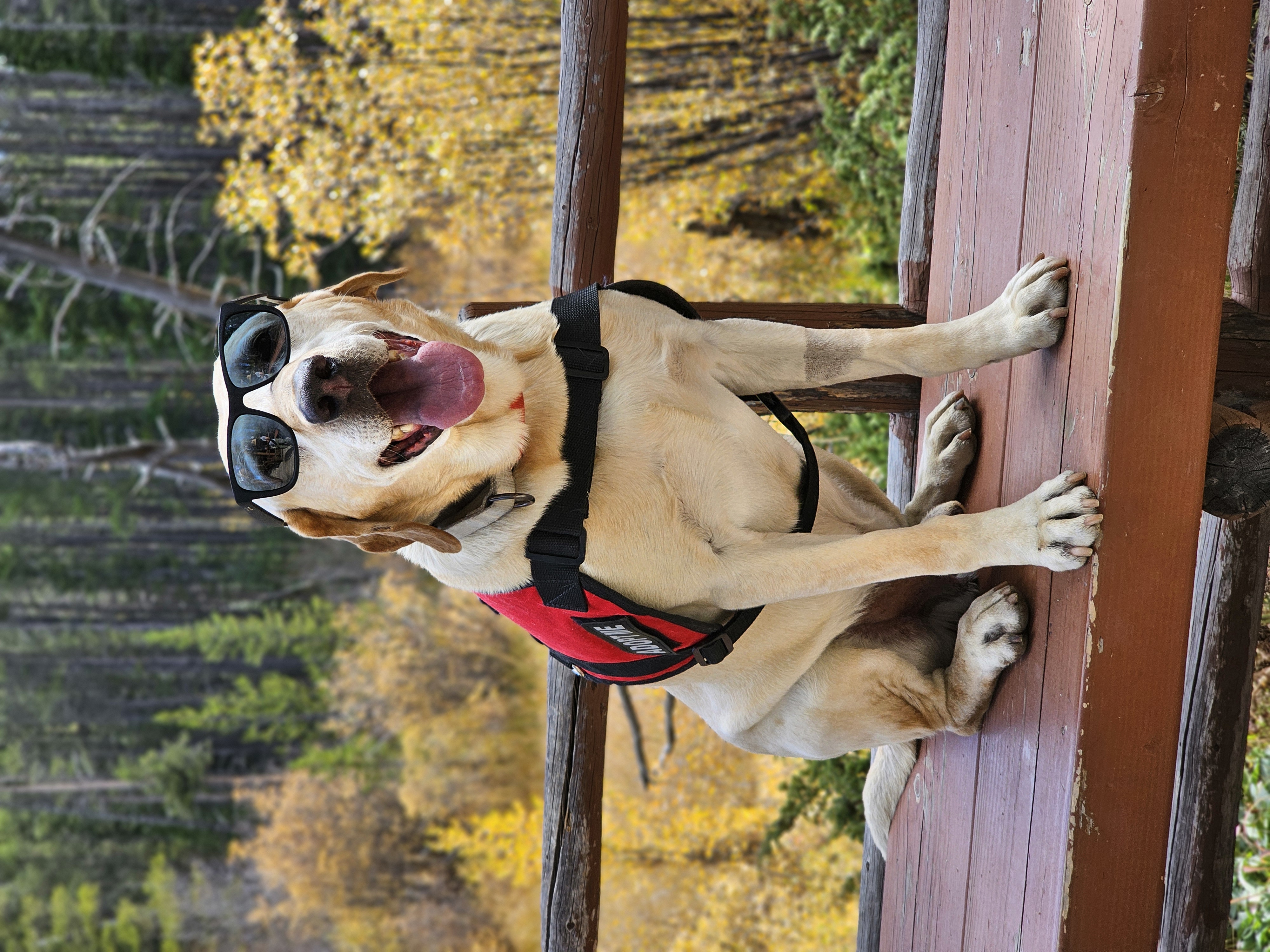 Ranger, The Foster Who Proved the Problem